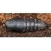 TITAN Cabbage Emperor Bunaea alcinoe TITAN Africa 10 larvae